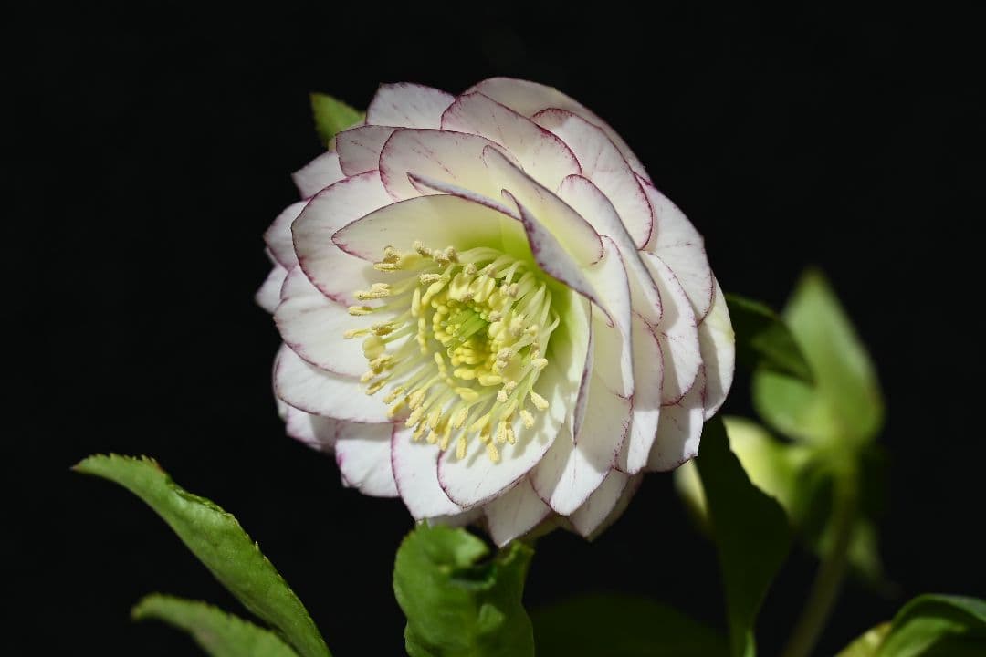 クリスマスローズ　認定Little　Collection　加藤農園