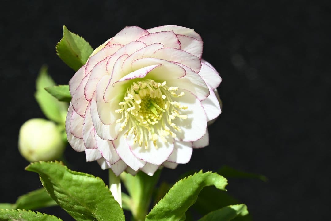 クリスマスローズ　認定Little　Collection　加藤農園