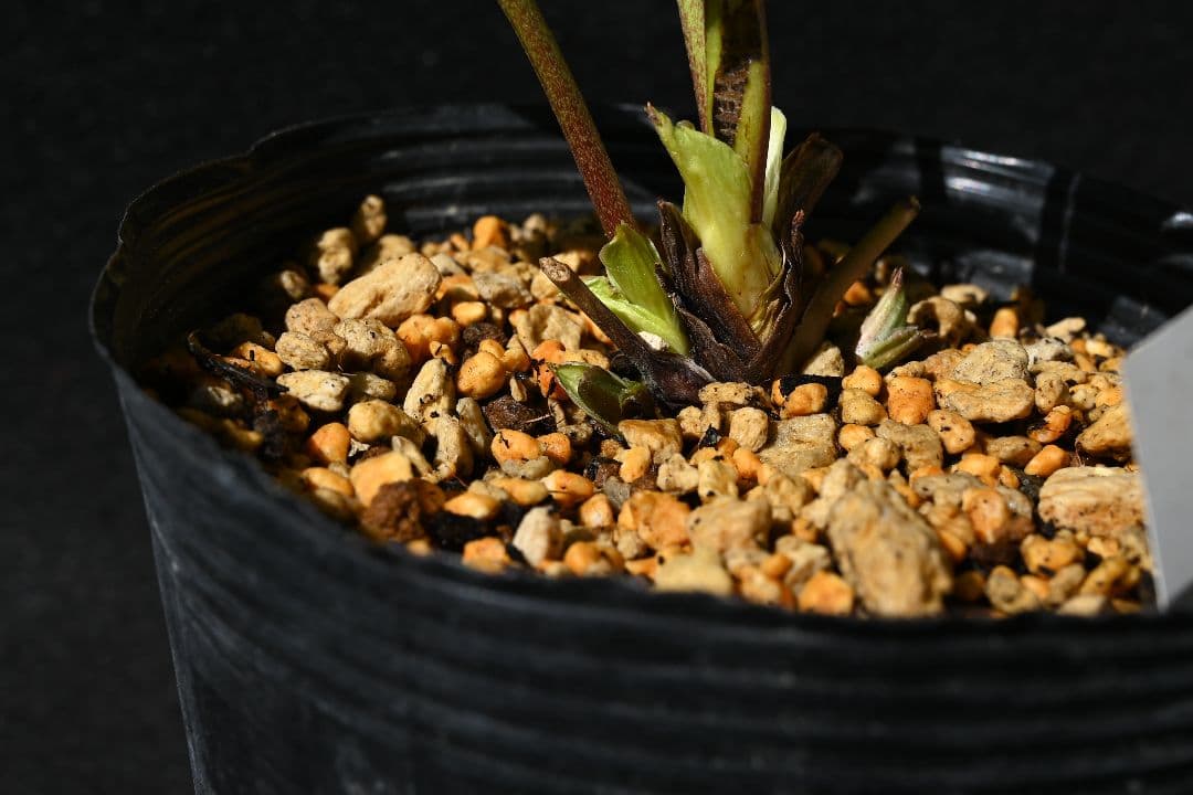 クリスマスローズ　認定Little　Collection　加藤農園