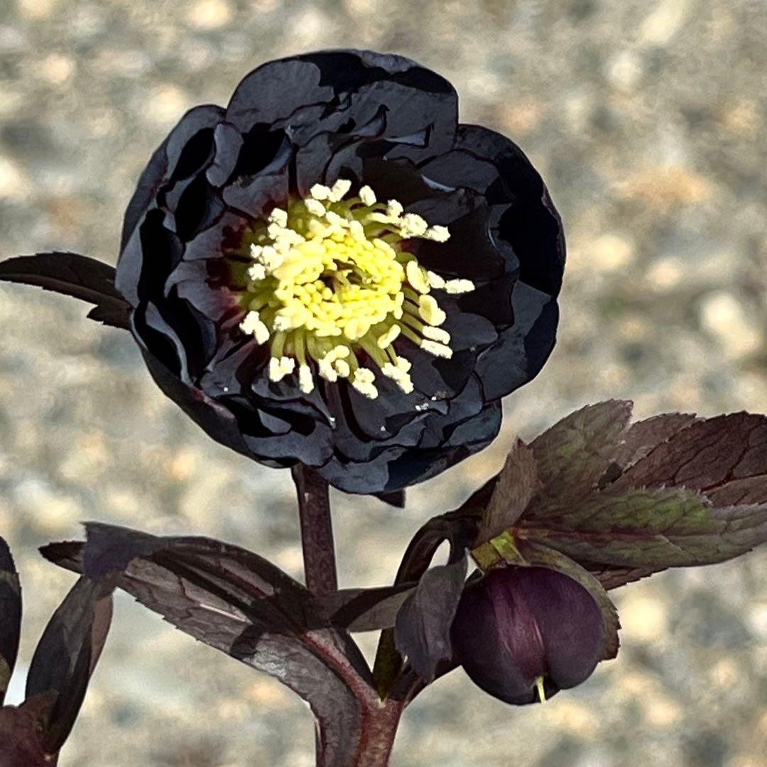 ノアロ　ポット発送☘️限定1株未株分☘️3047【新芽いっぱい⭐️超極上⭐️写楽】