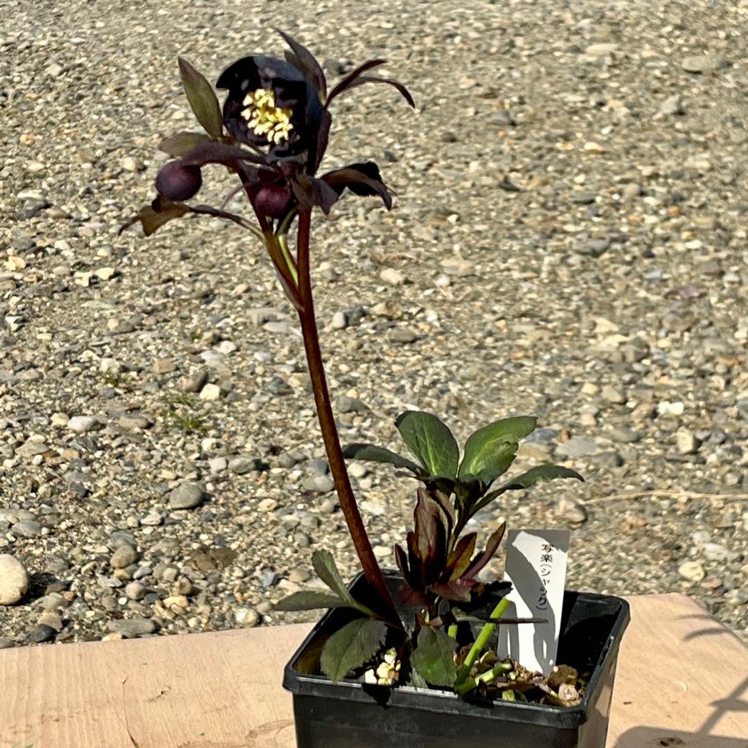 ノアロ　ポット発送☘️限定1株未株分☘️3047【新芽いっぱい⭐️超極上⭐️写楽】