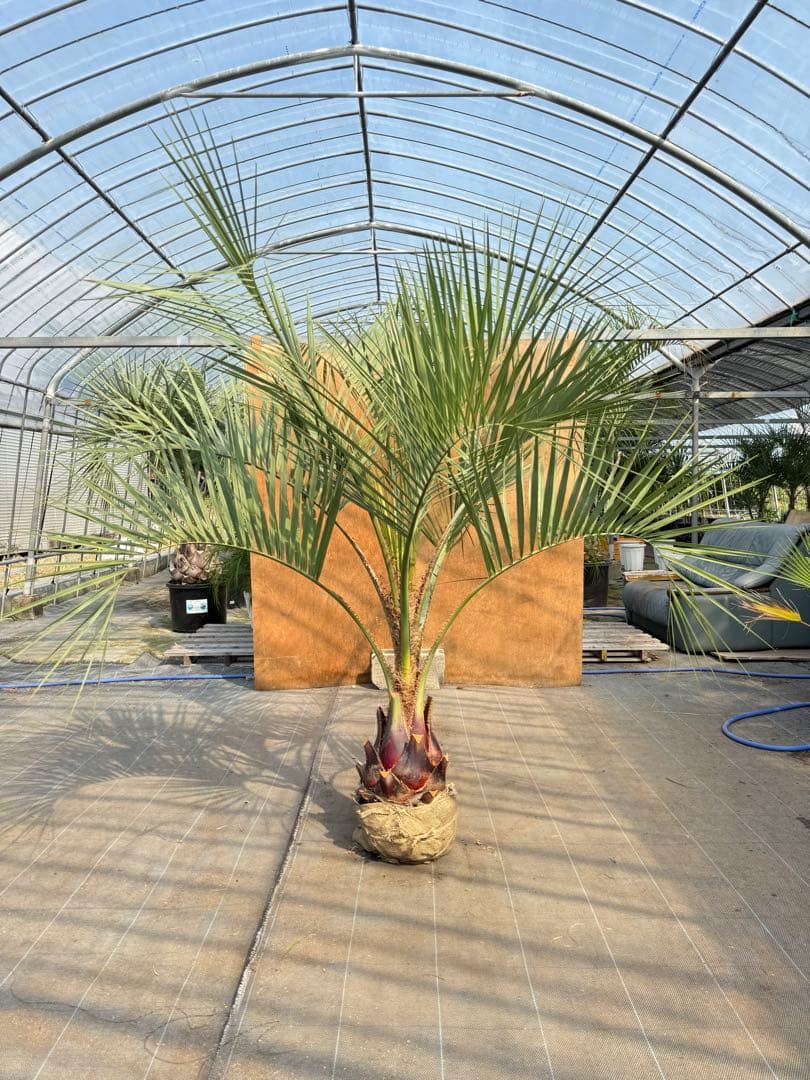 ココスヤシシルバーリーフ【極太】葉先180cm幹回り80cm 幹高40cm