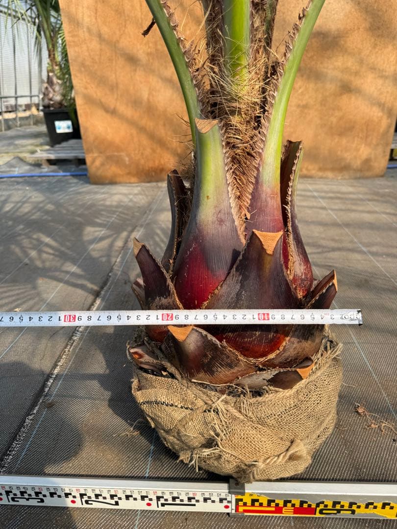 ココスヤシシルバーリーフ【極太】葉先180cm幹回り80cm 幹高40cm