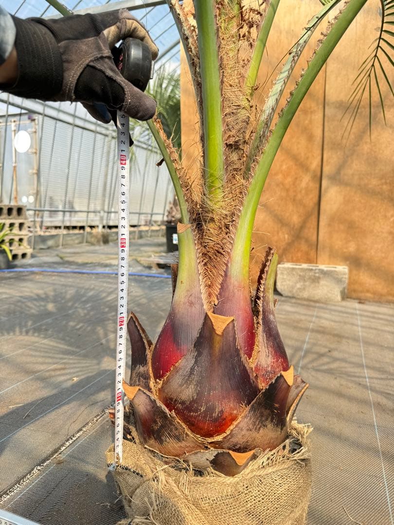 ココスヤシシルバーリーフ【極太】葉先180cm幹回り80cm 幹高40cm