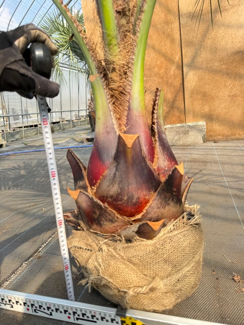 ココスヤシシルバーリーフ【極太】葉先180cm幹回り80cm 幹高40cm