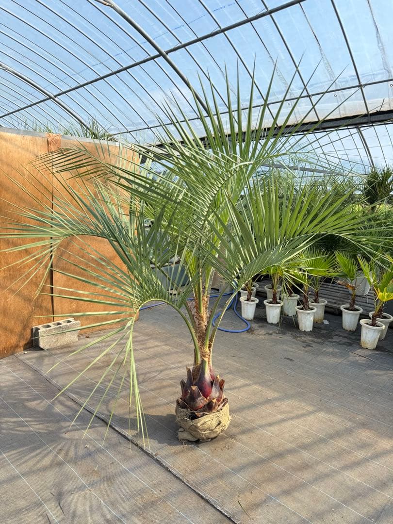ココスヤシシルバーリーフ【極太】葉先180cm幹回り80cm 幹高40cm