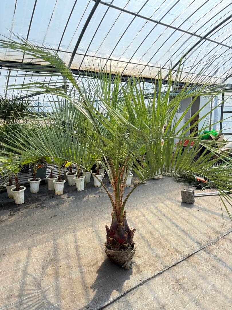 ココスヤシシルバーリーフ【極太】葉先180cm幹回り80cm 幹高40cm