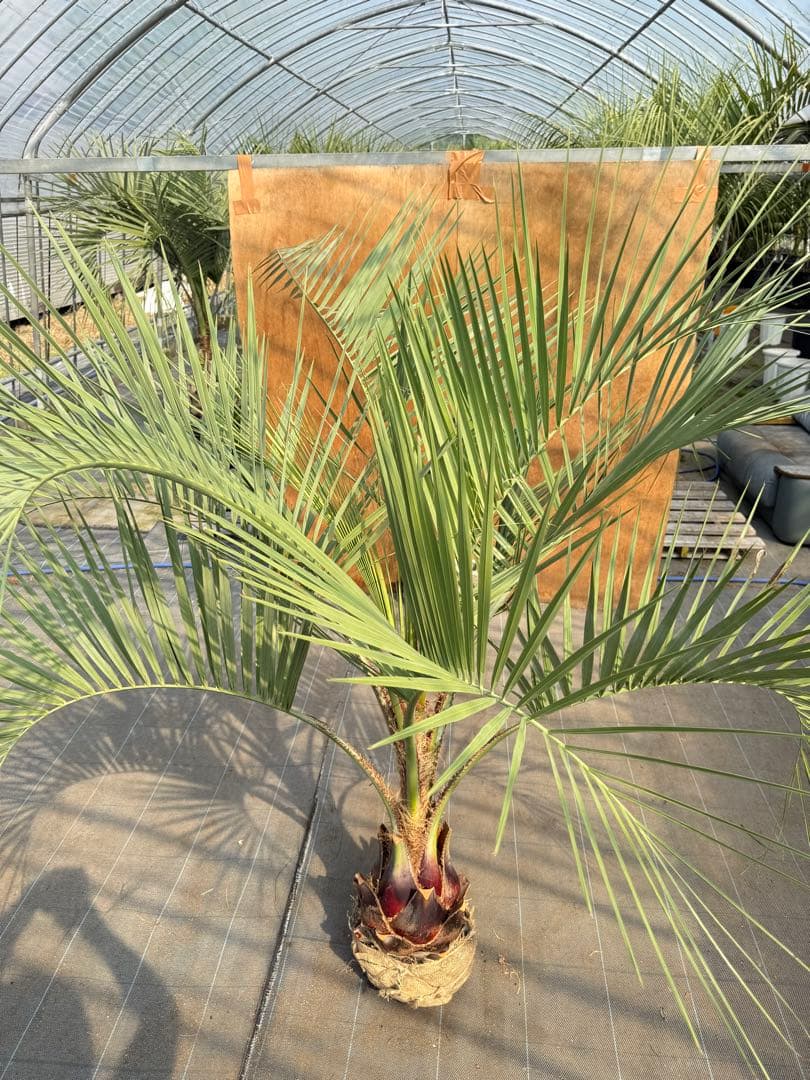 ココスヤシシルバーリーフ【極太】葉先180cm幹回り80cm 幹高40cm