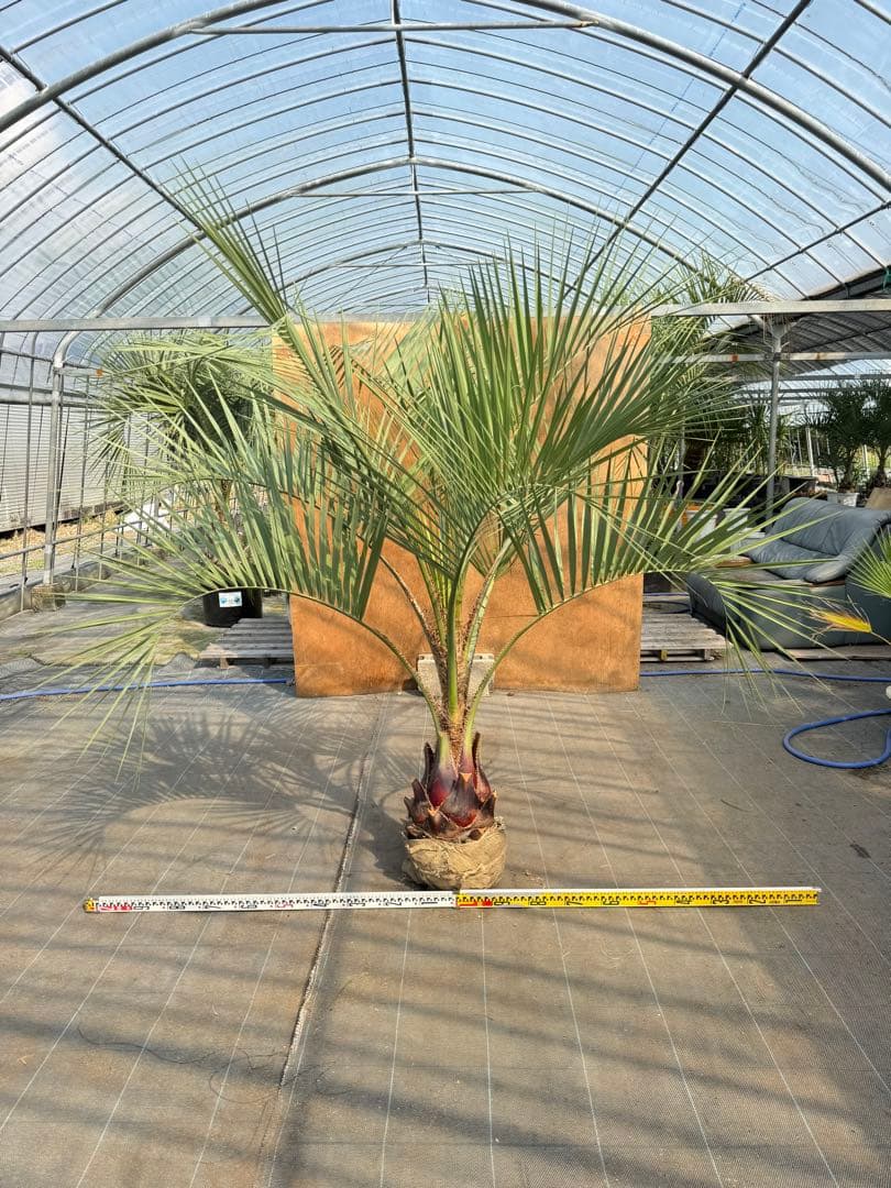 ココスヤシシルバーリーフ【極太】葉先180cm幹回り80cm 幹高40cm