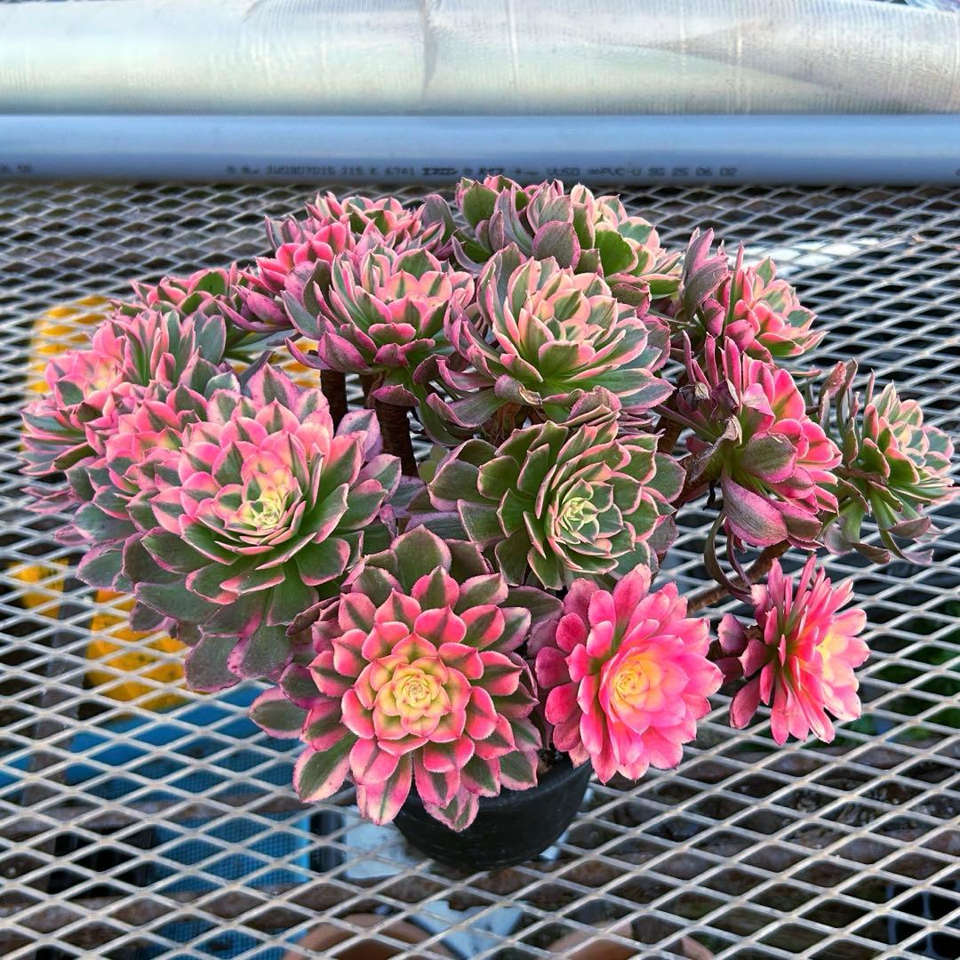 アエオニウム　新種　万紫千紅　特大　群生苗　抜き苗　超美人苗　コレクション商品