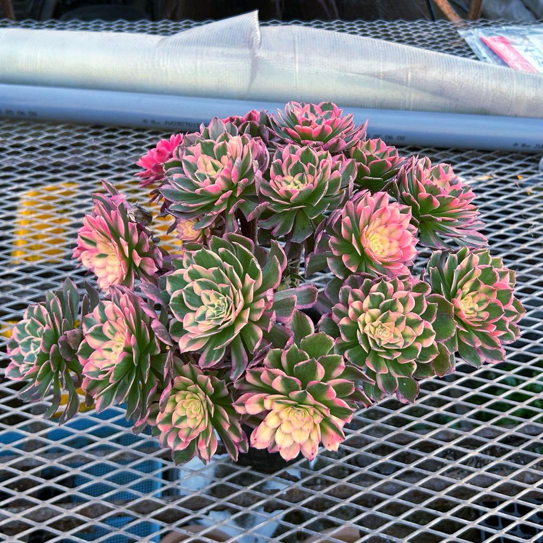 アエオニウム　新種　万紫千紅　特大　群生苗　抜き苗　超美人苗　コレクション商品