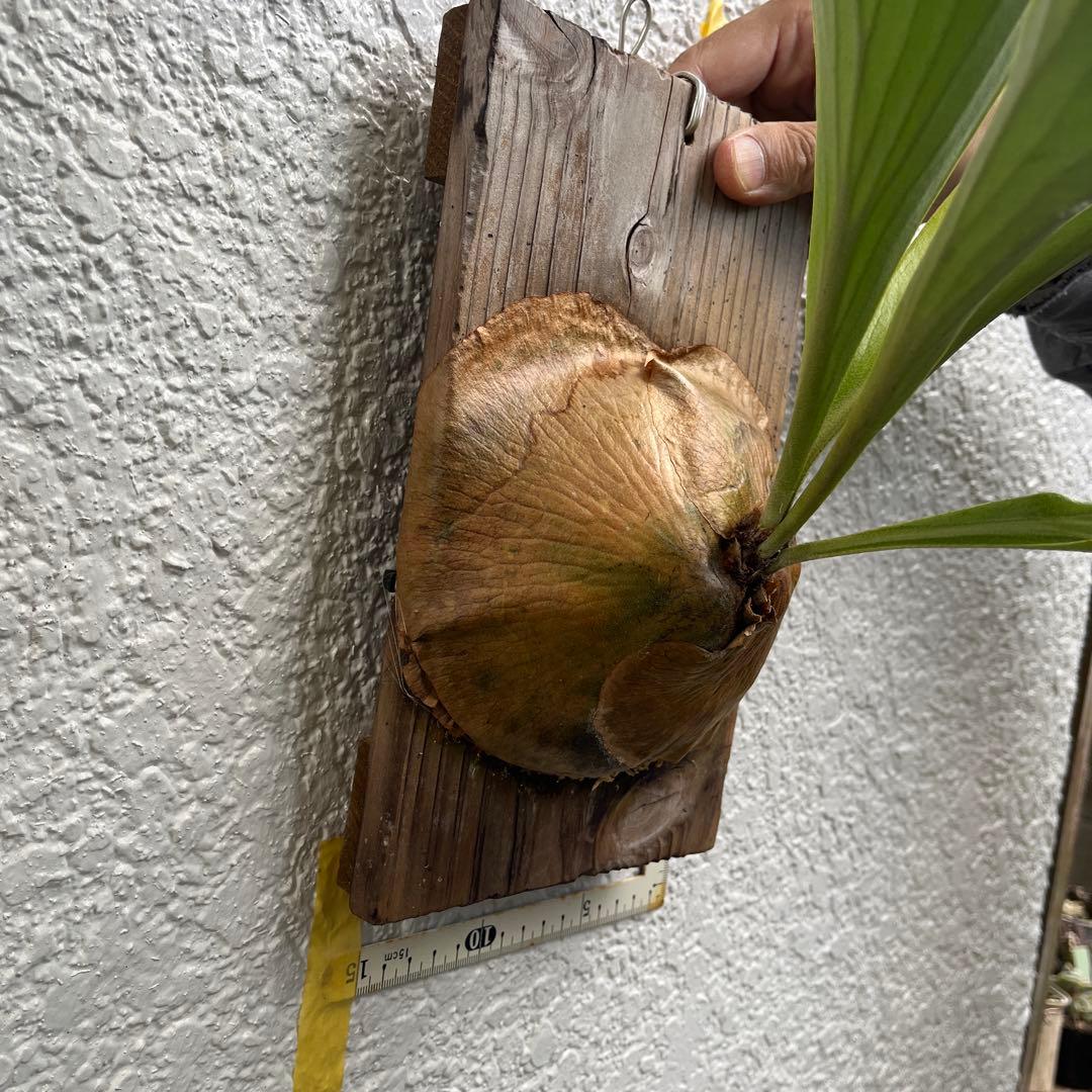 アルシコルネ　アフリカ