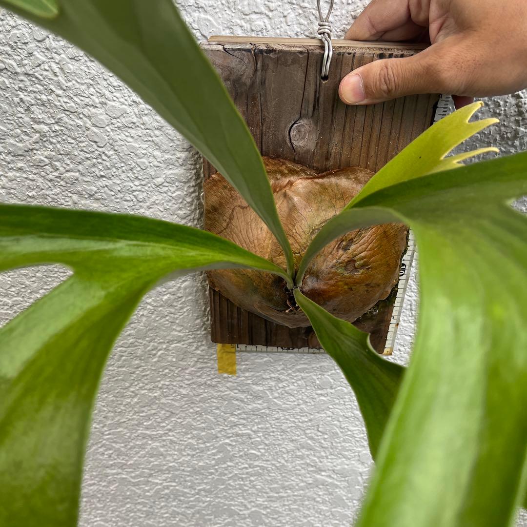 アルシコルネ　アフリカ