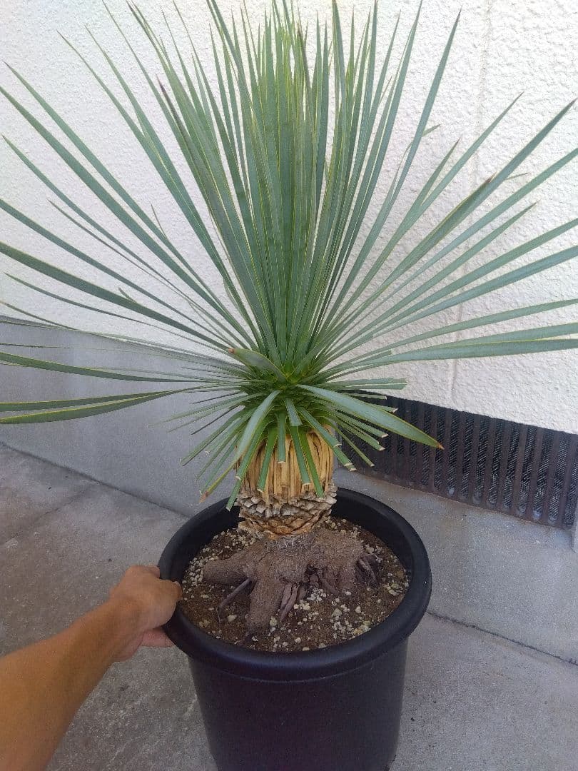 ユッカ　ロストラータ　10号鉢つき　根上がり❗