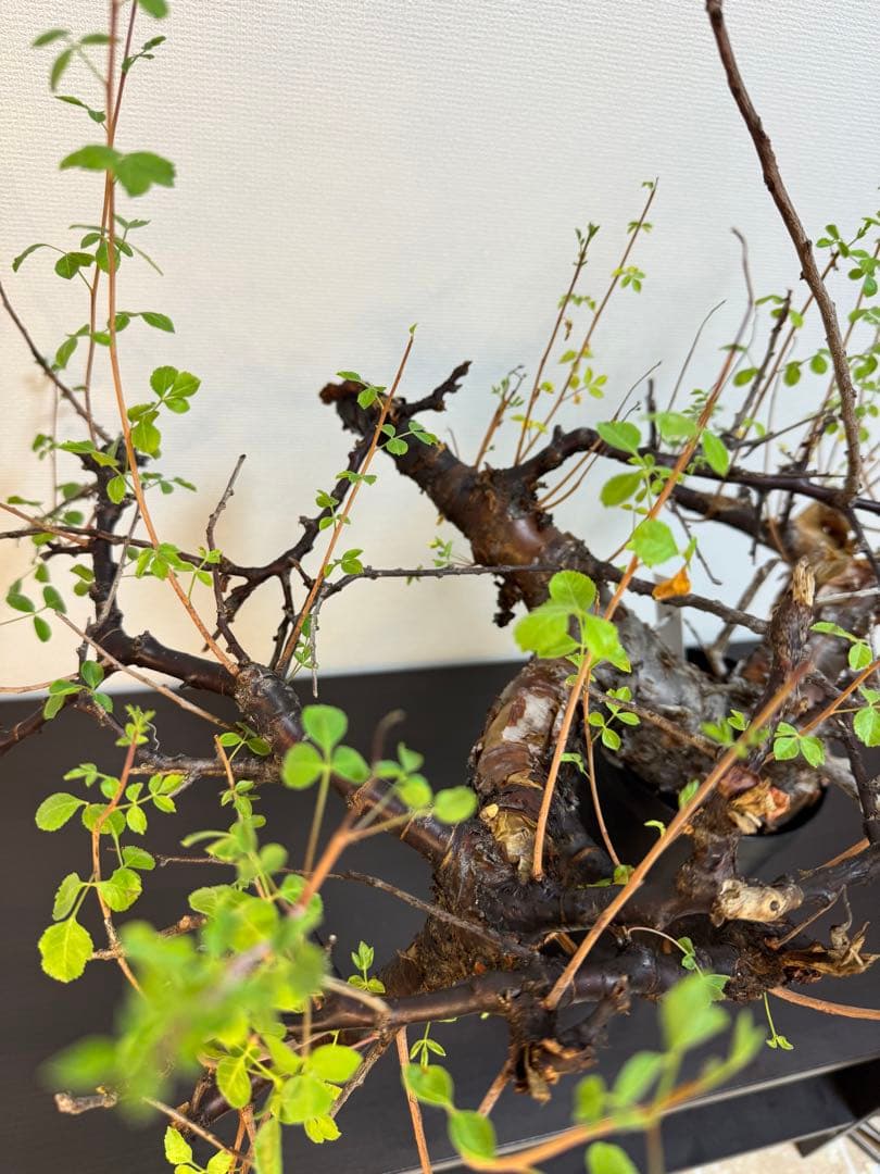 コミフォラ　ボラネンシス　現地球良型　発根済み