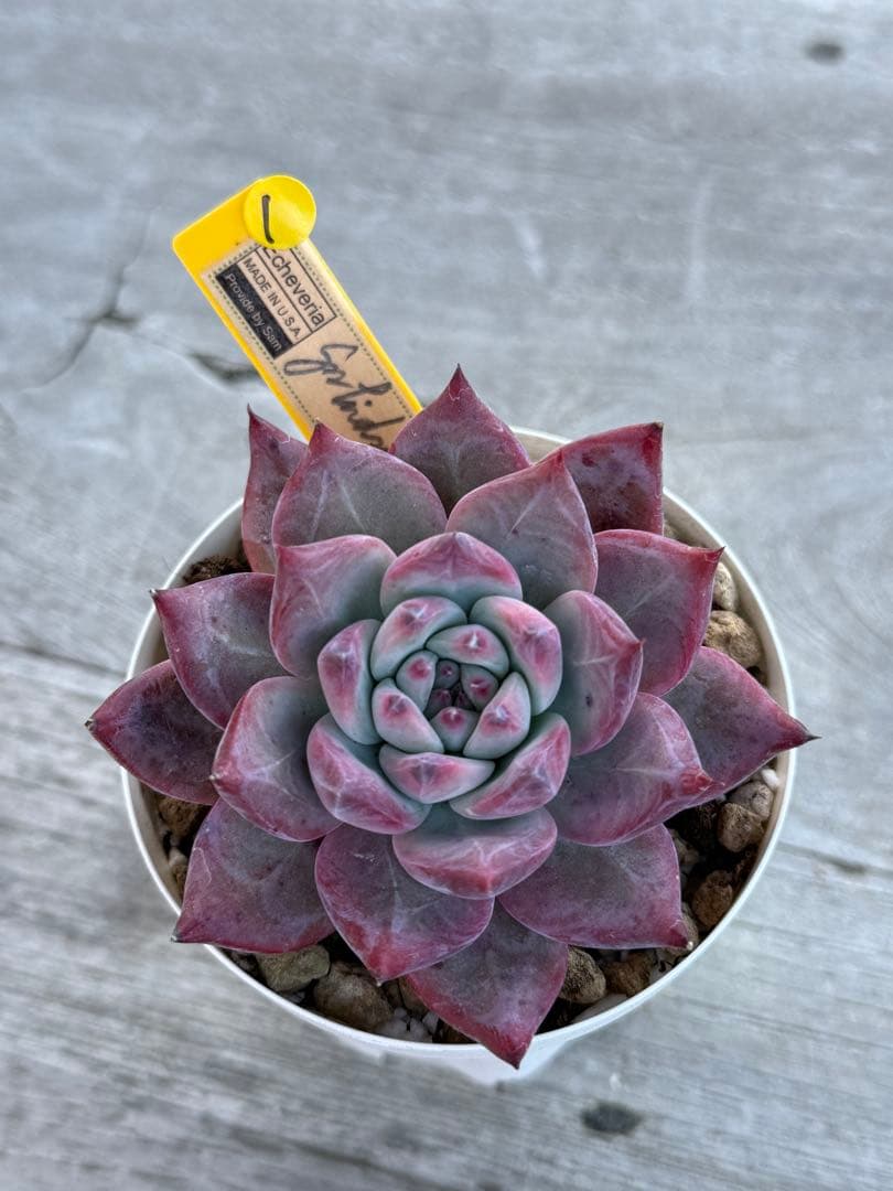 1 希少　SAMリンゼアナNo.6 カリフォルニア輸入　多肉植物