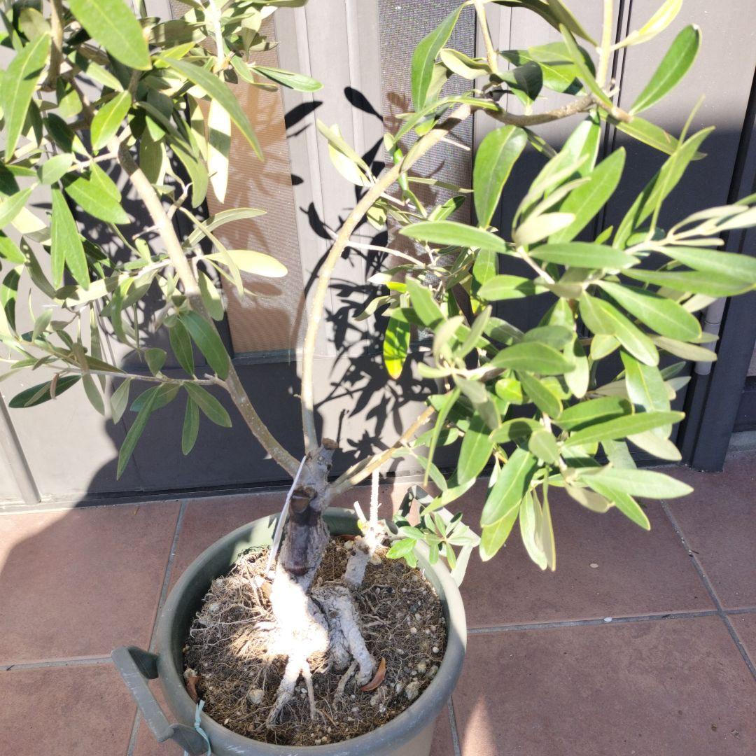 オリーブの木　ジャンボカラマタ　接ぎ木　小倉園
