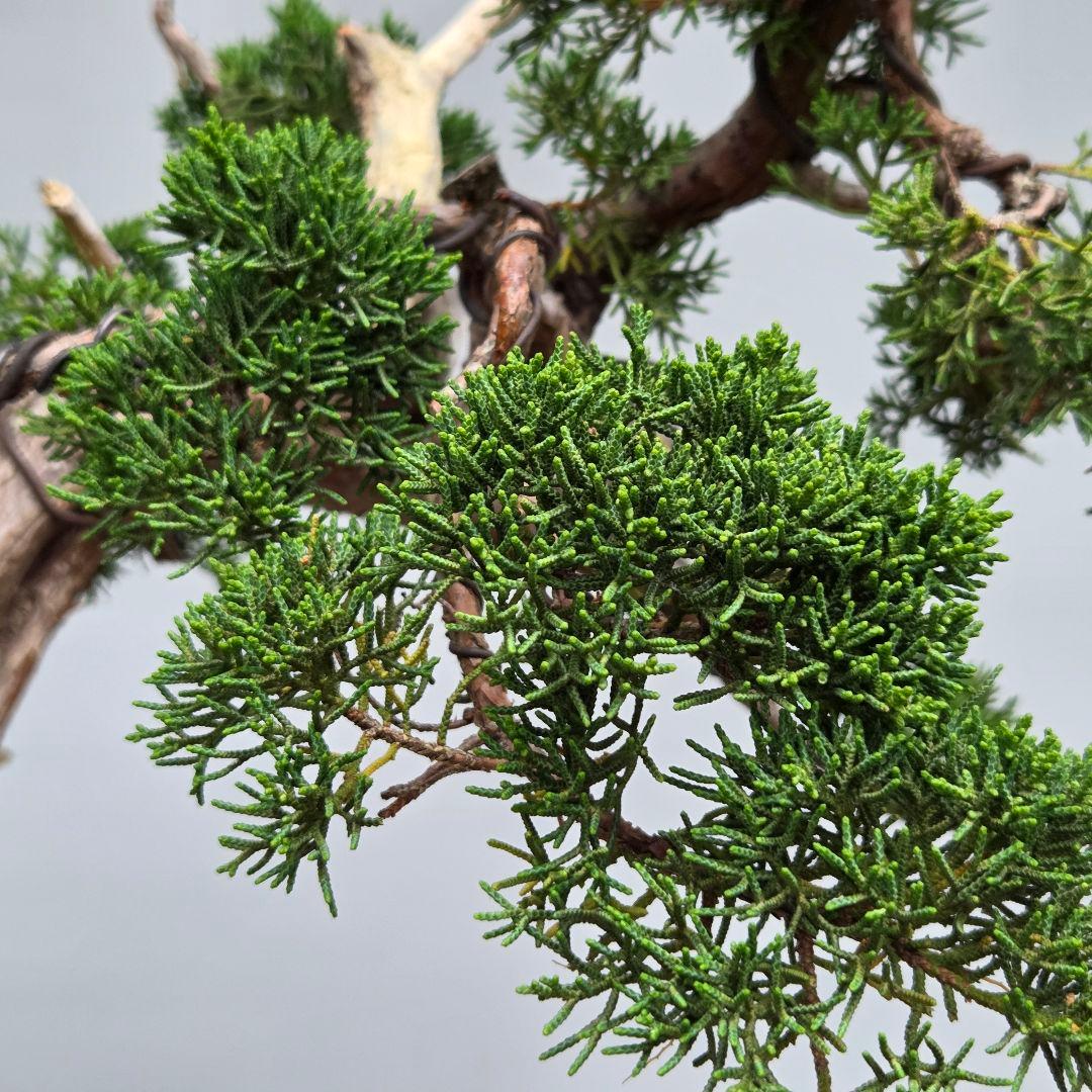 真柏　[模様木]　大品盆栽素材