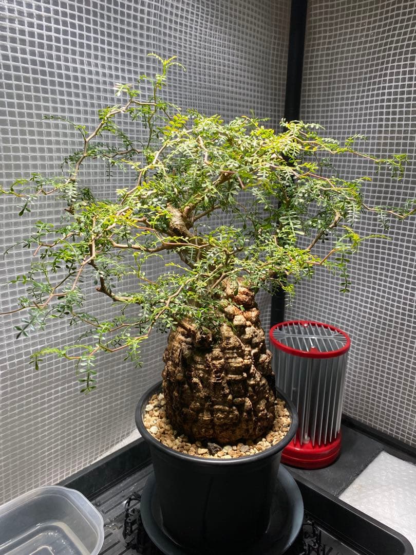 【発根済】オペルクリカリアパキプス