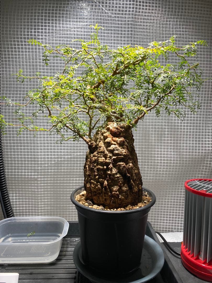 【発根済】オペルクリカリアパキプス