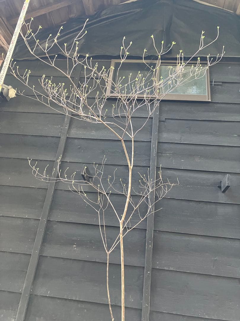 10 山採り　バイカツツジ