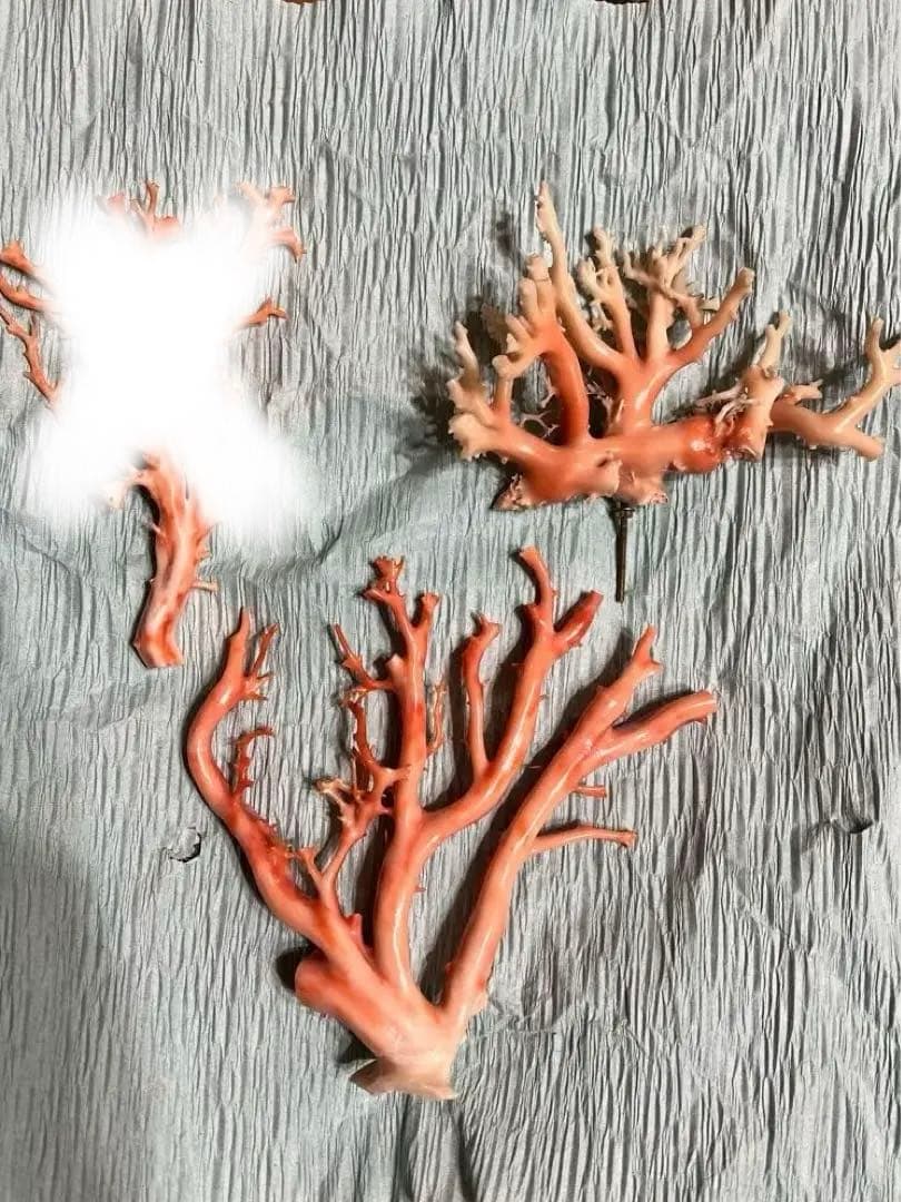 ピンク珊瑚　高知県産　2つ