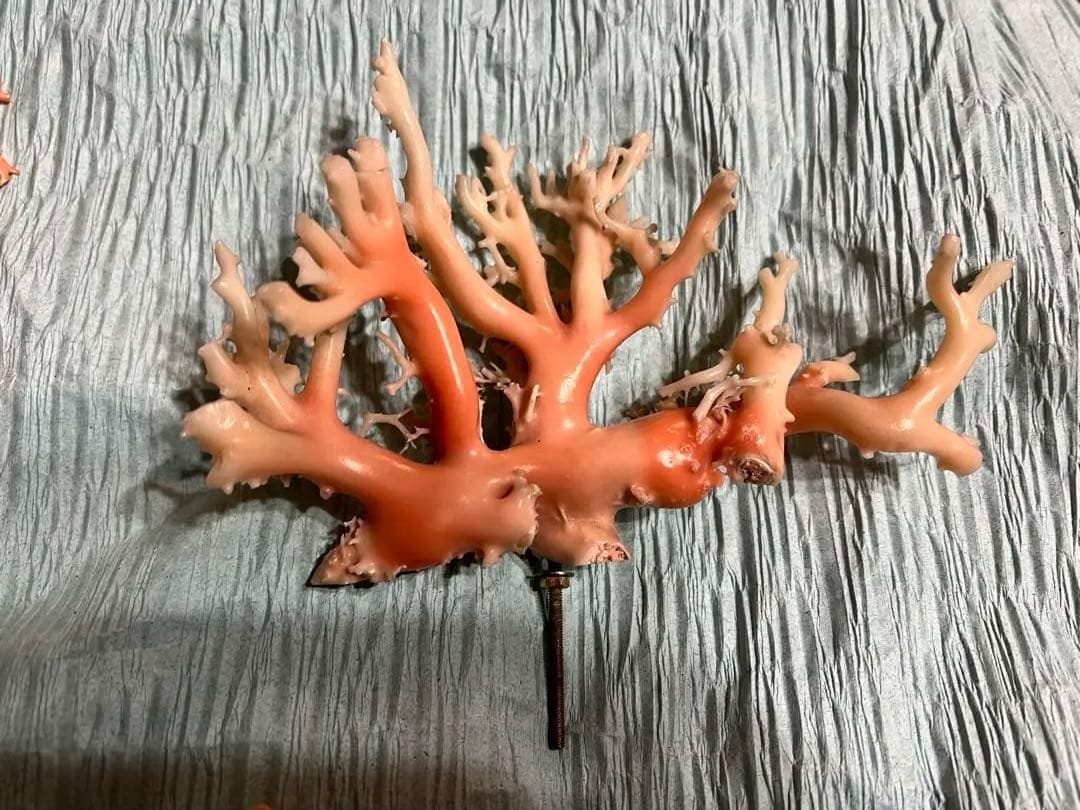 ピンク珊瑚　高知県産　2つ