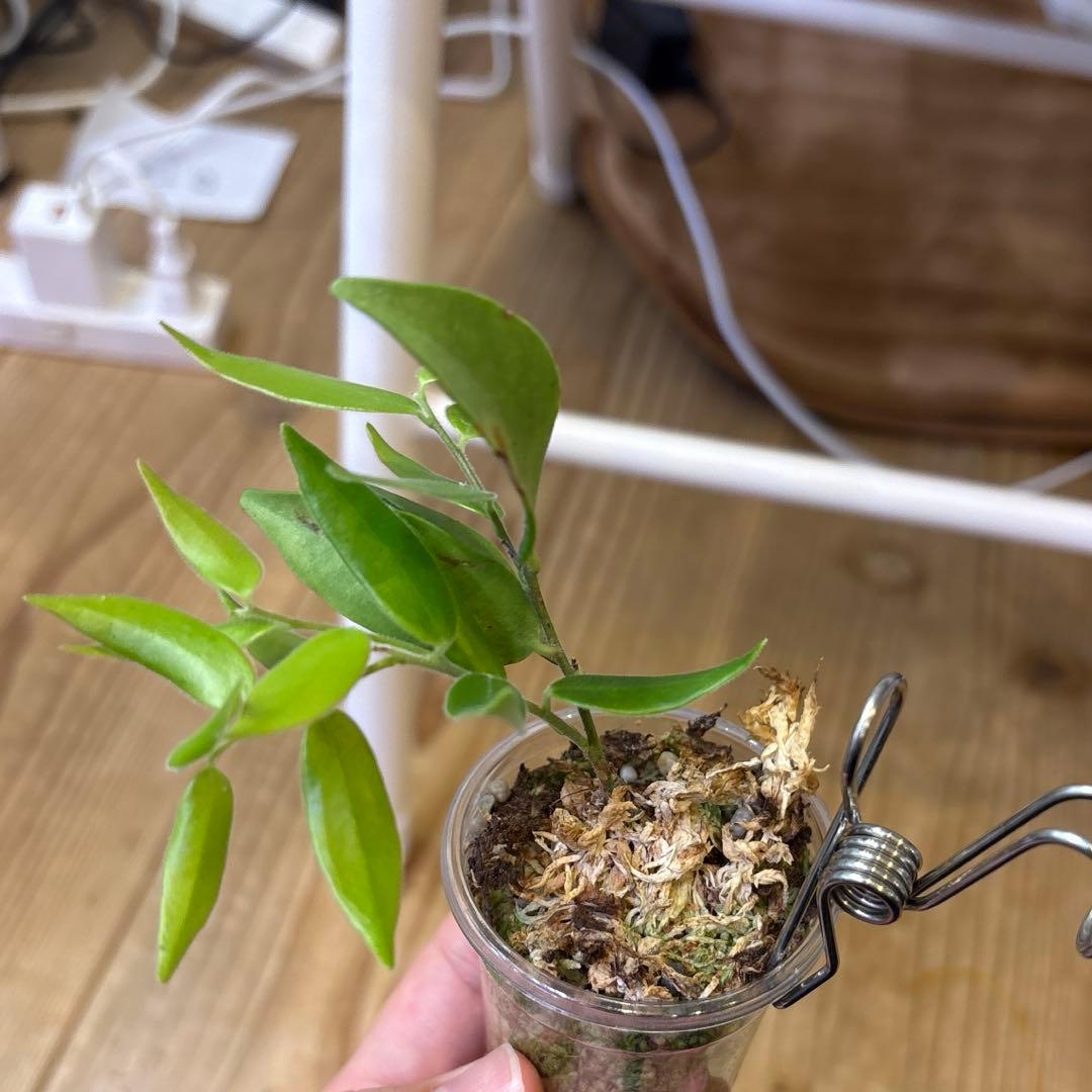 その他観葉植物 Ceratostema doucettei