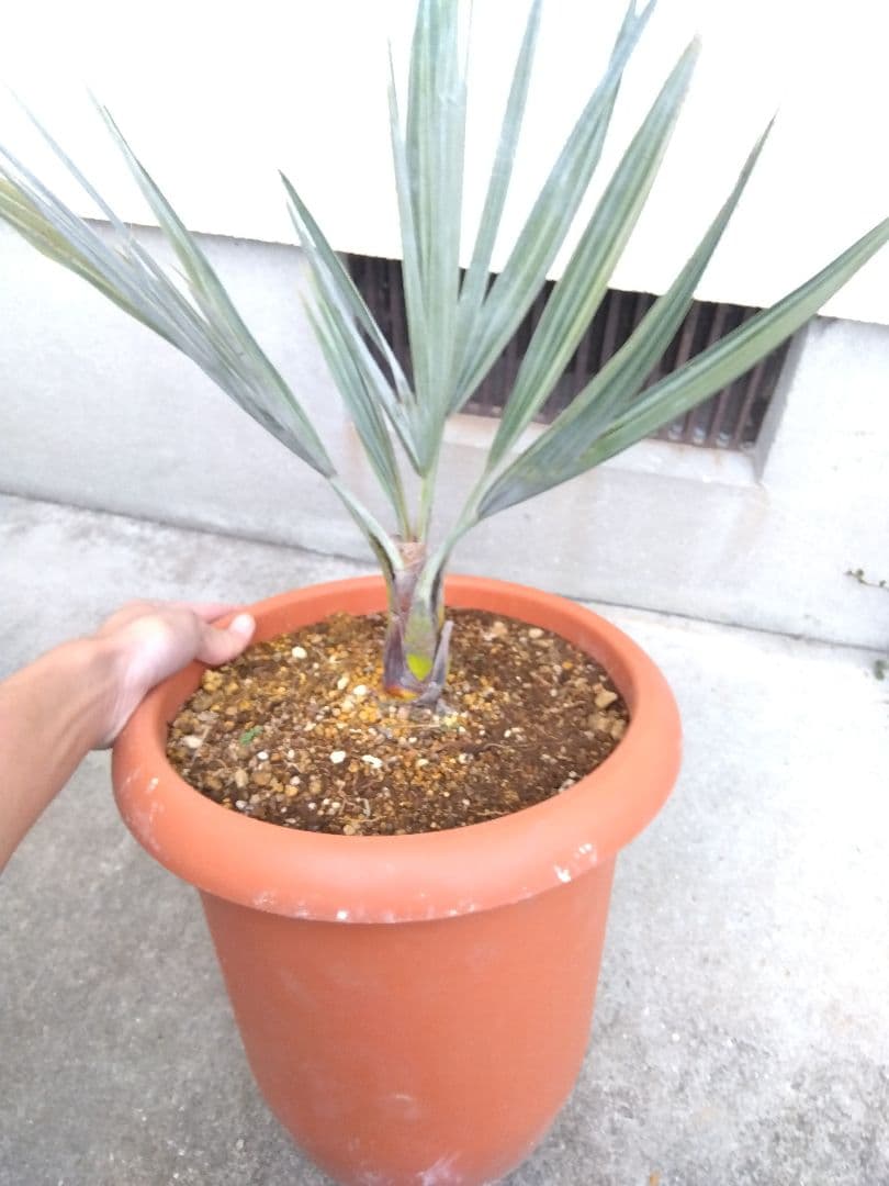 ブラヘアアルマータ　10号鉢つき　あ