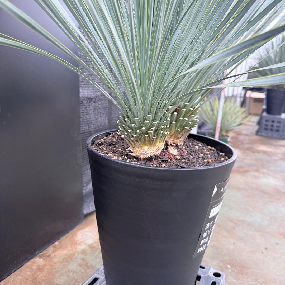 【AL1201】ユッカ　ロストラータ　ランチョブルー（品種名）　ダブルヘッド