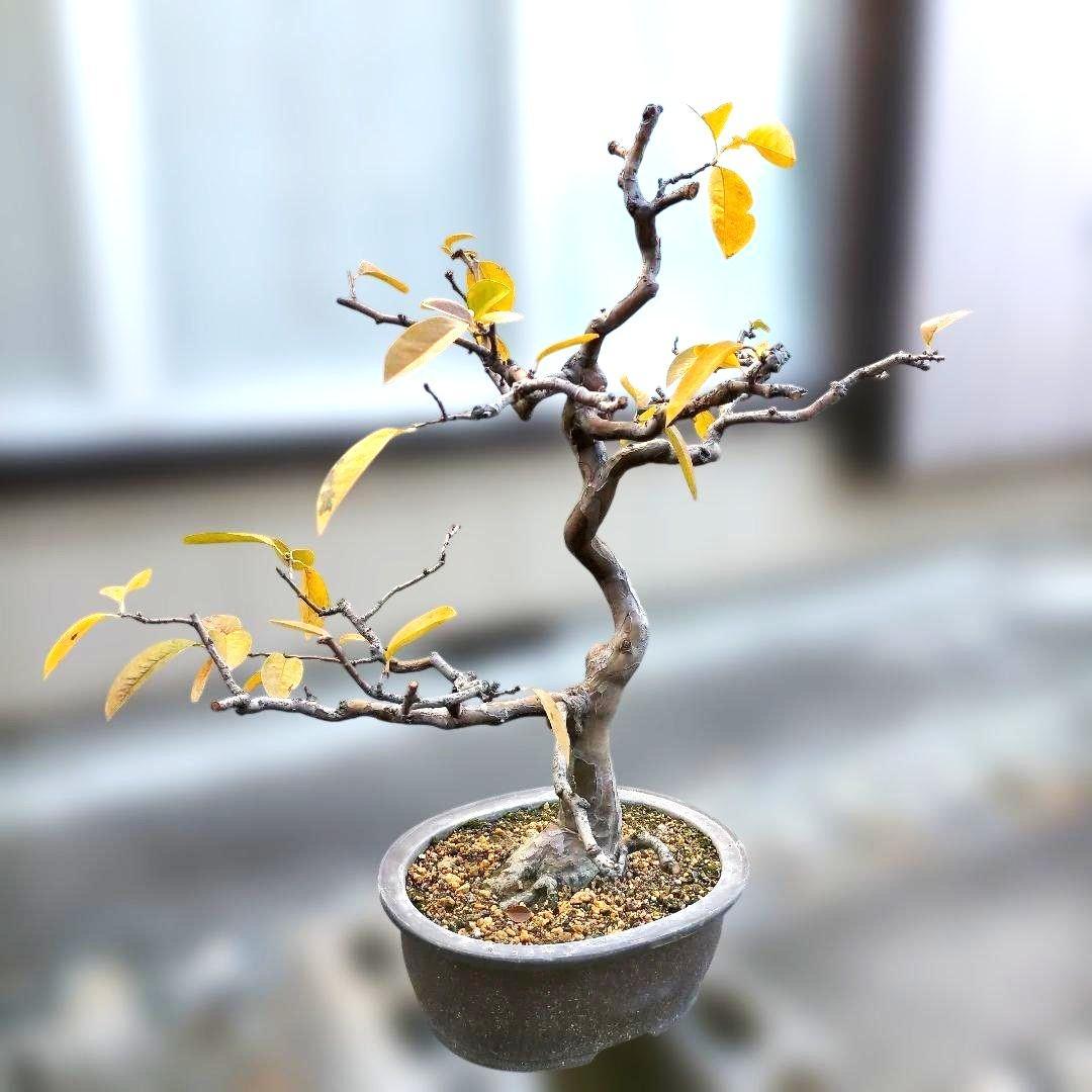 かりん・カリン・果林・花梨の盆栽