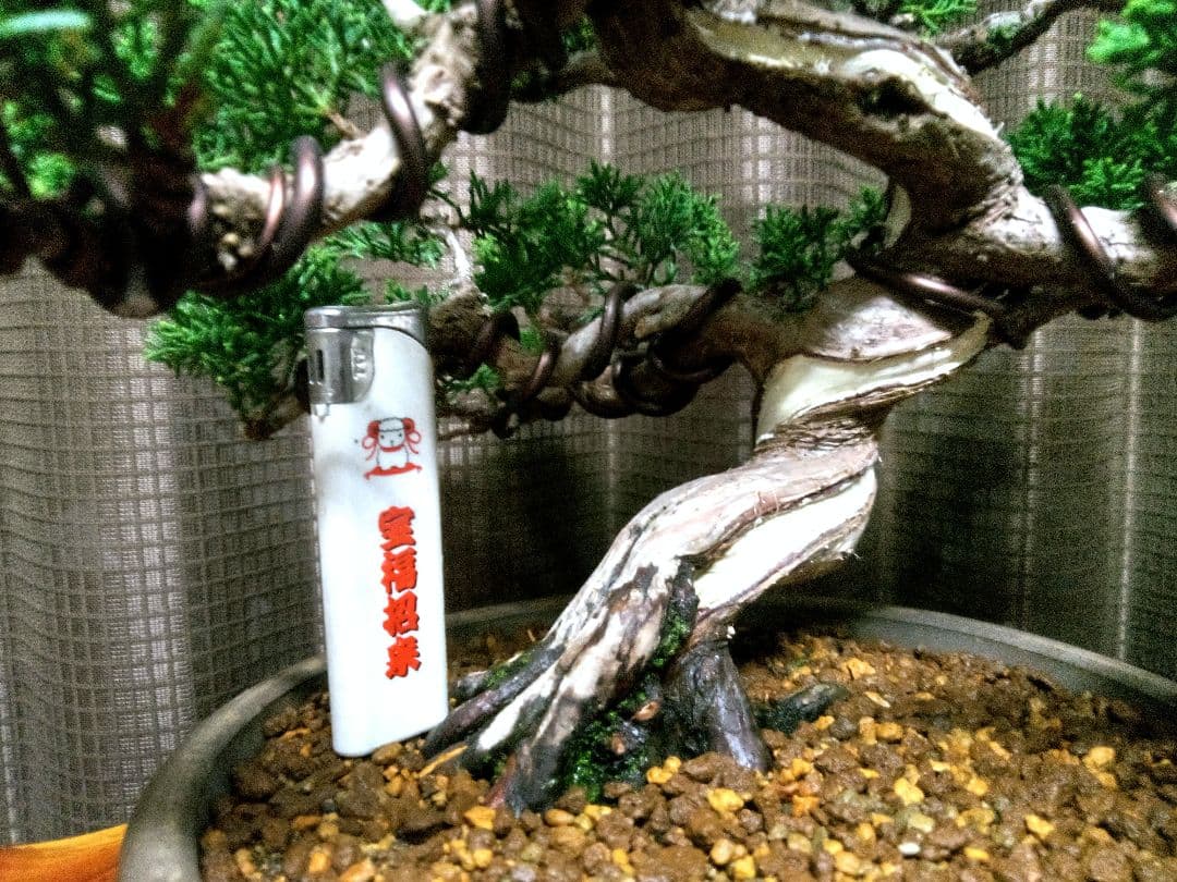 【貴風 模様木　真柏盆栽】　　 ⭕専用❗コメント契約済み