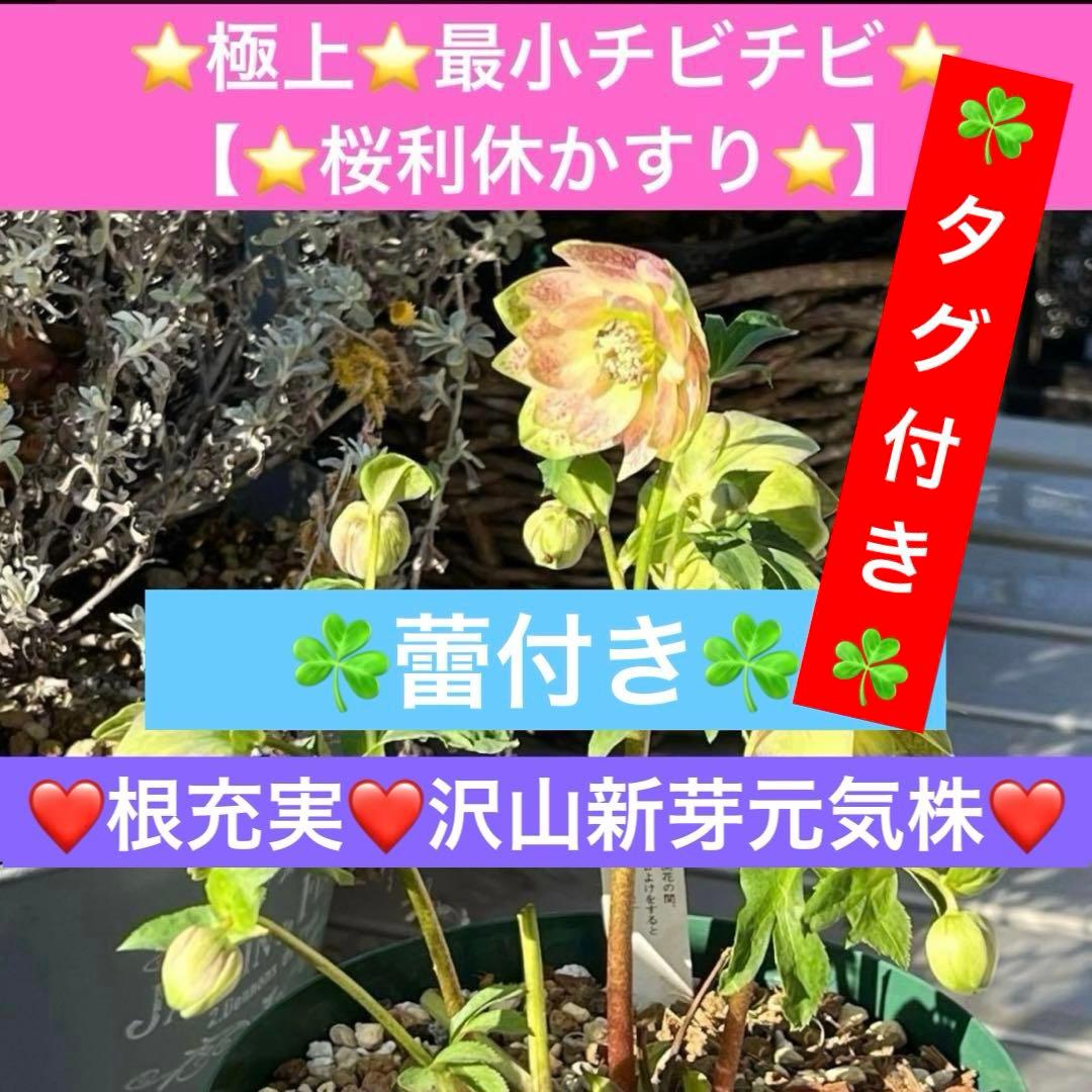 清*子様 ☘️蕾☘️タグ付き☘️根充実❤️沢山新芽元気株❤️666⭐️極上⭐️最