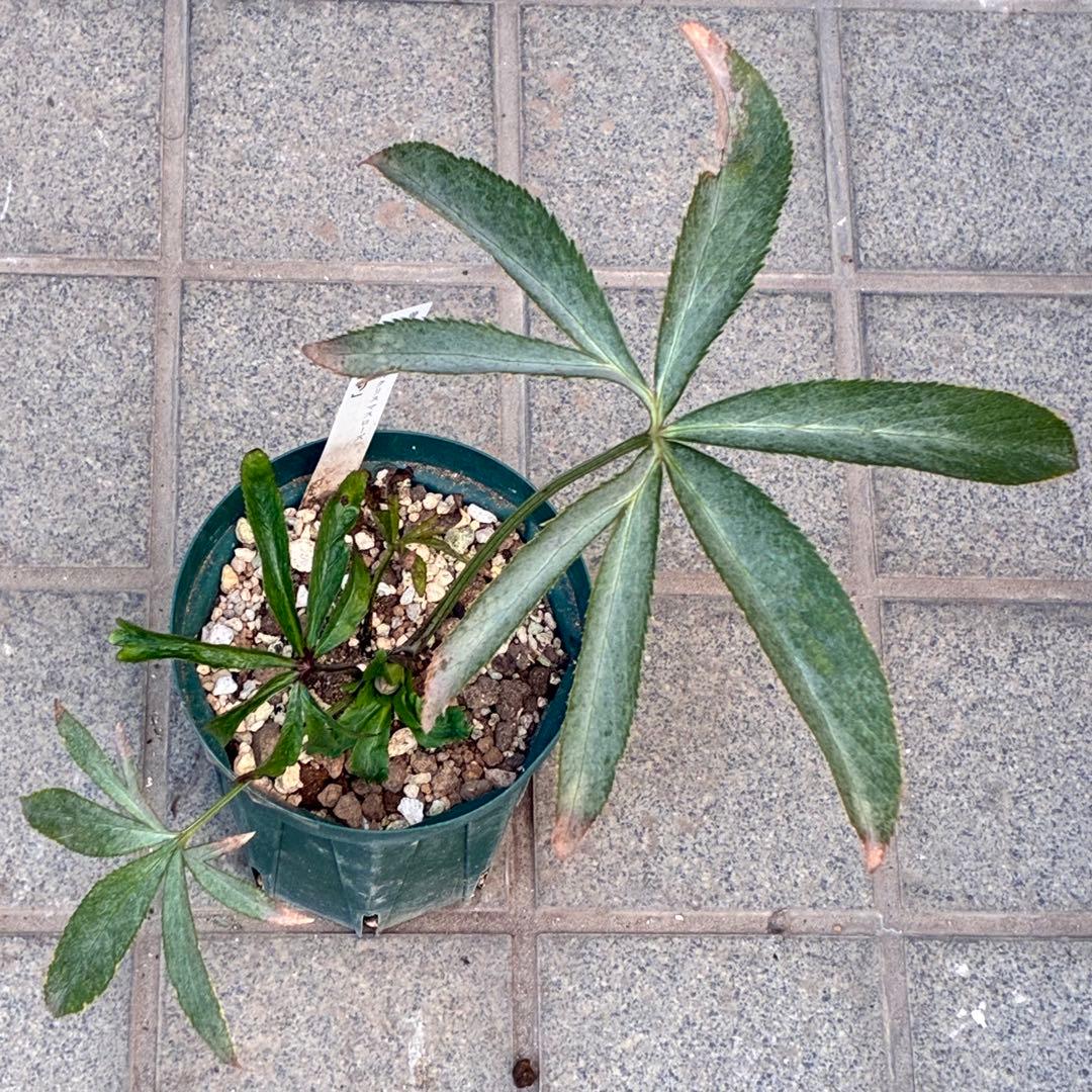 清*子様 ☘️蕾☘️タグ付き☘️根充実❤️沢山新芽元気株❤️666⭐️極上⭐️最