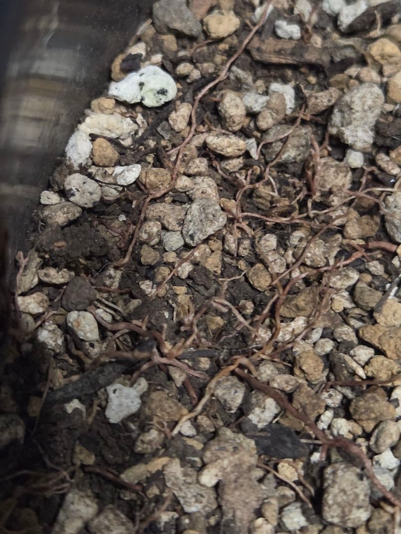 ユッカロストラータ 太株 (む)