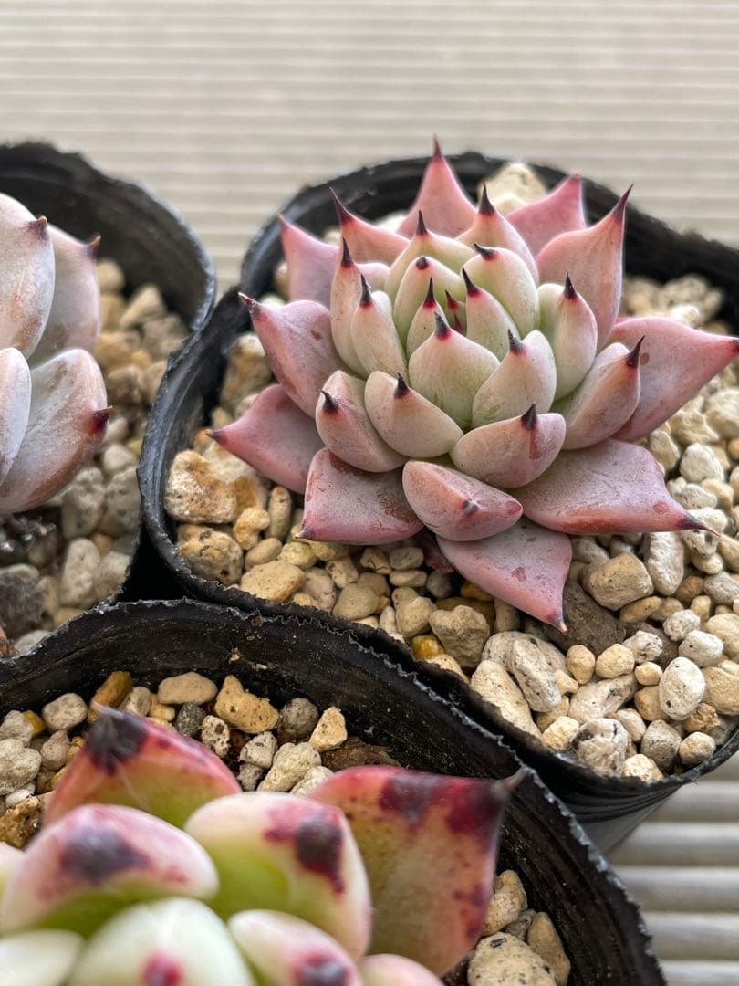 ざわわ×ロメオ　そわそわ×コロラータアテマハック　ざわわ×沙羅姫牡丹　多肉植物