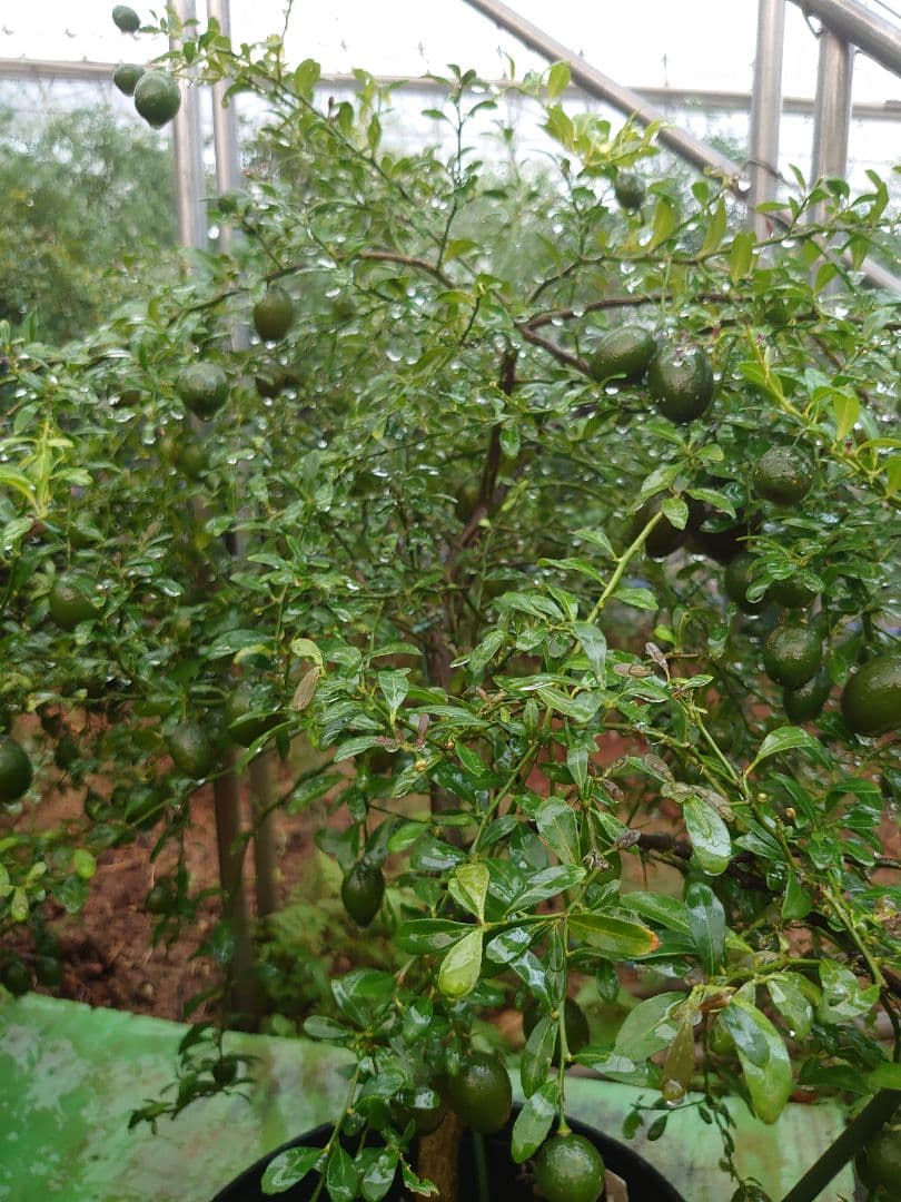 フィンガーライム　大苗　4年生〜　優良品種　ボリュームバリューセット