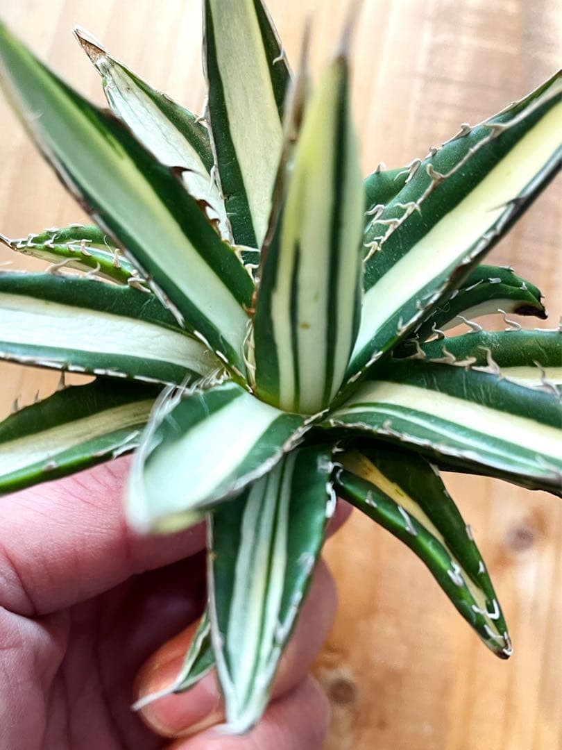 希少　親株　アガベ　ホリダ　白中斑　斑入り　バリエガータ