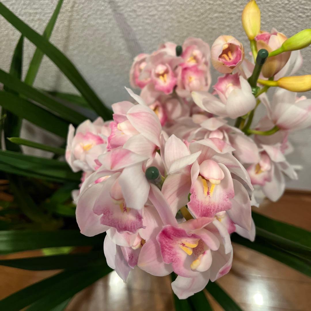 売り尽くしセット　シンビジューム　6.3号　４本立ち　トゥーランドット