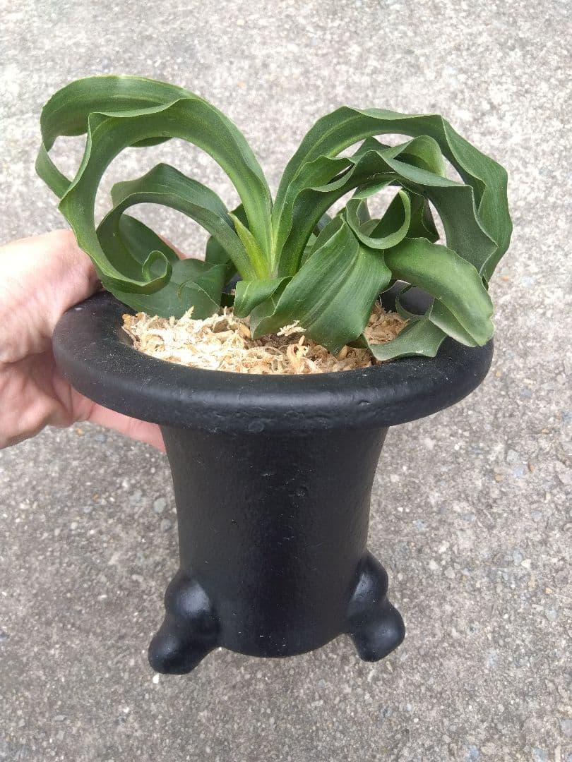 万年青　おもと　獅子　微縞斑　５号陶器鉢つき　子株2株つき❗　④