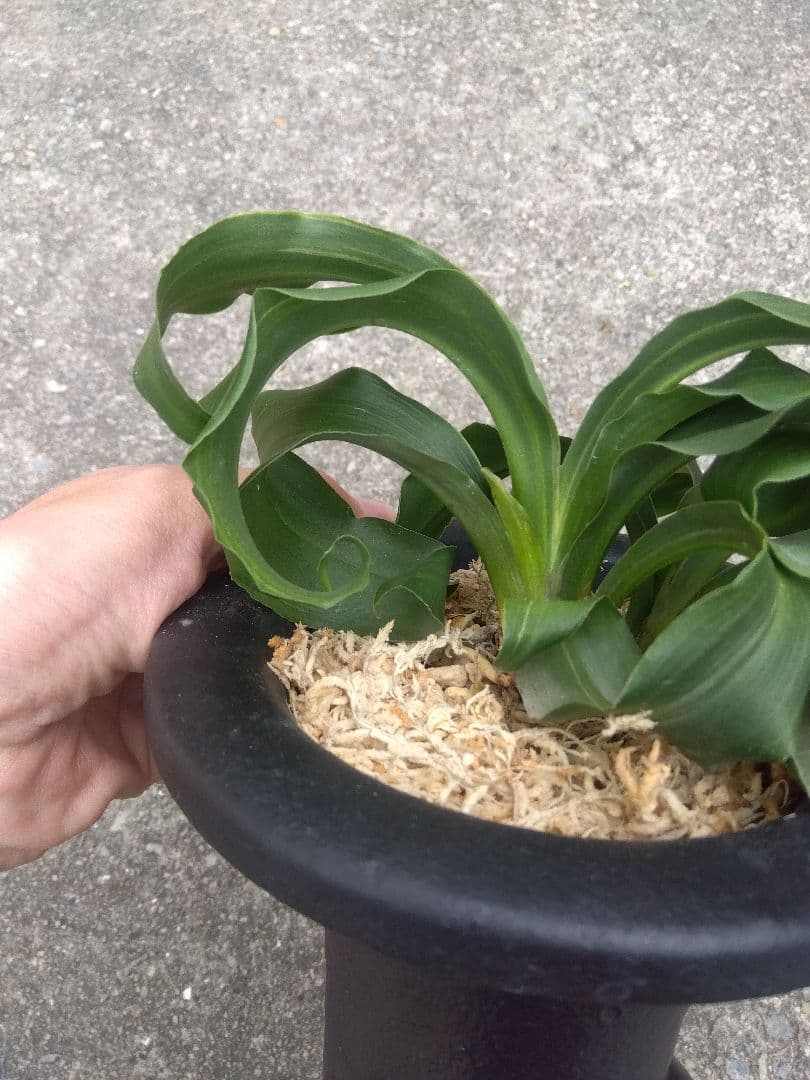 万年青　おもと　獅子　微縞斑　５号陶器鉢つき　子株2株つき❗　④