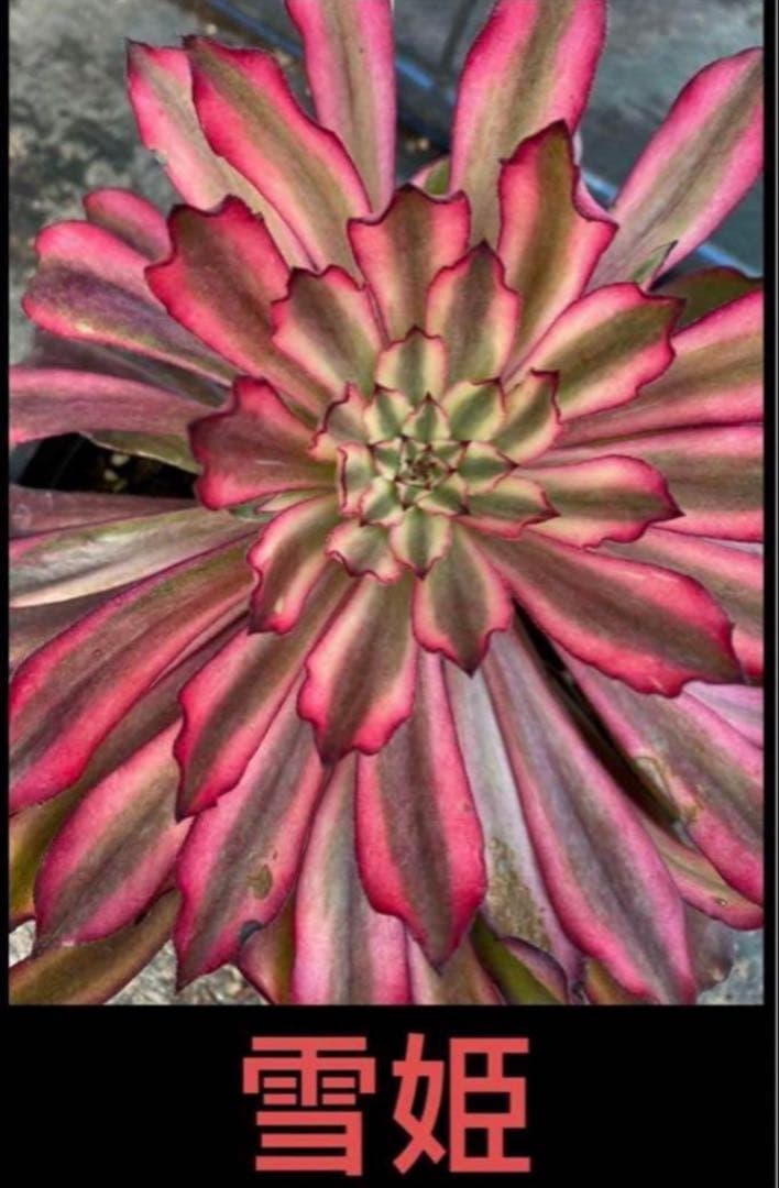 多肉植物アエオニウム錦❤️雪姫錦❤️