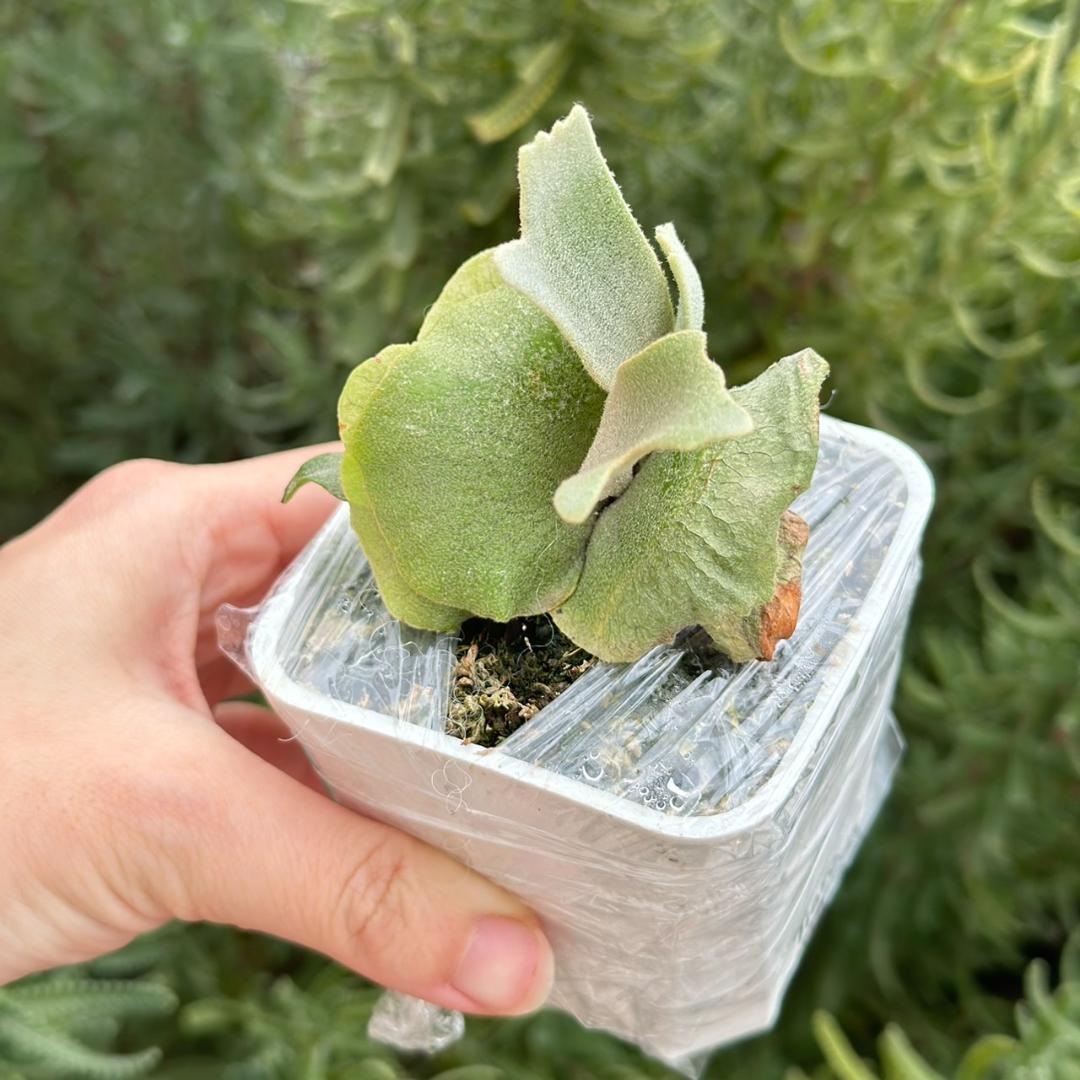 ビカクシダ P.Willinckii Tiara spore 01