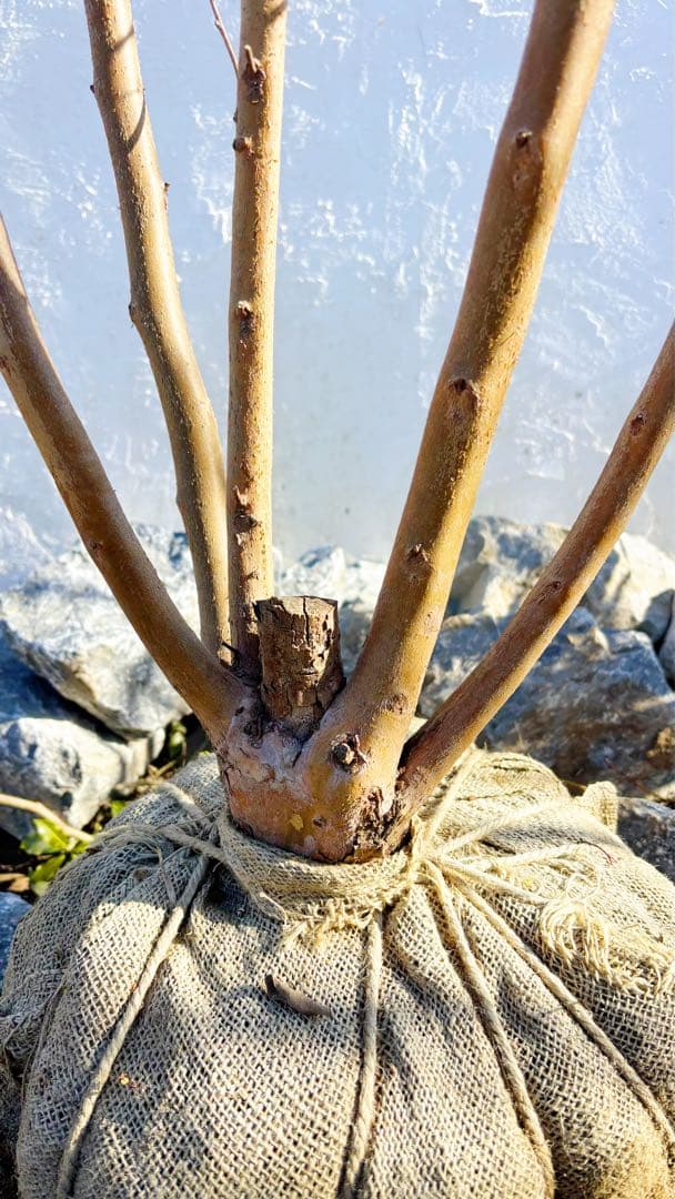 絶品美幹。ヒメシャラ切り戻し本株立ち2.9M(鉢底から)