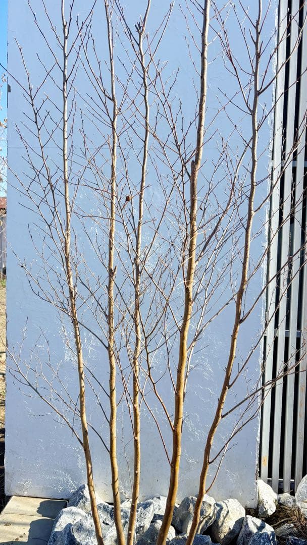 絶品美幹。ヒメシャラ切り戻し本株立ち2.9M(鉢底から)