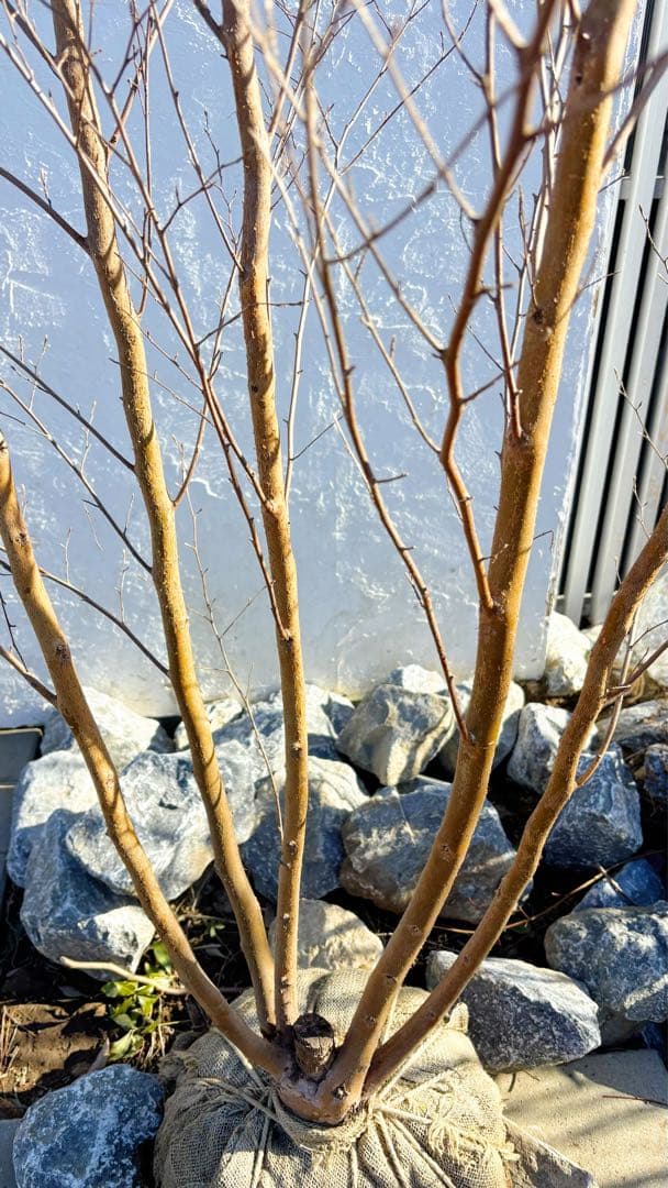 絶品美幹。ヒメシャラ切り戻し本株立ち2.9M(鉢底から)