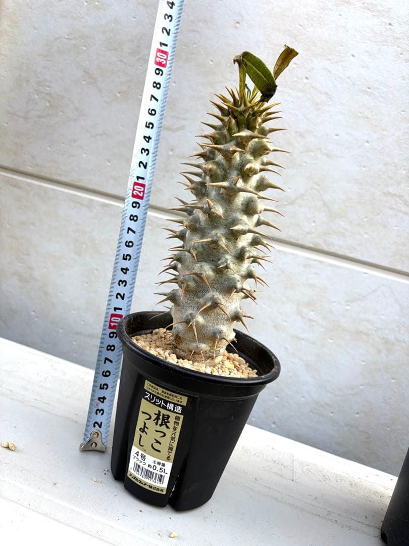 【新芽あり】パキポディウム　アンボンゲンセ　希少　塊根