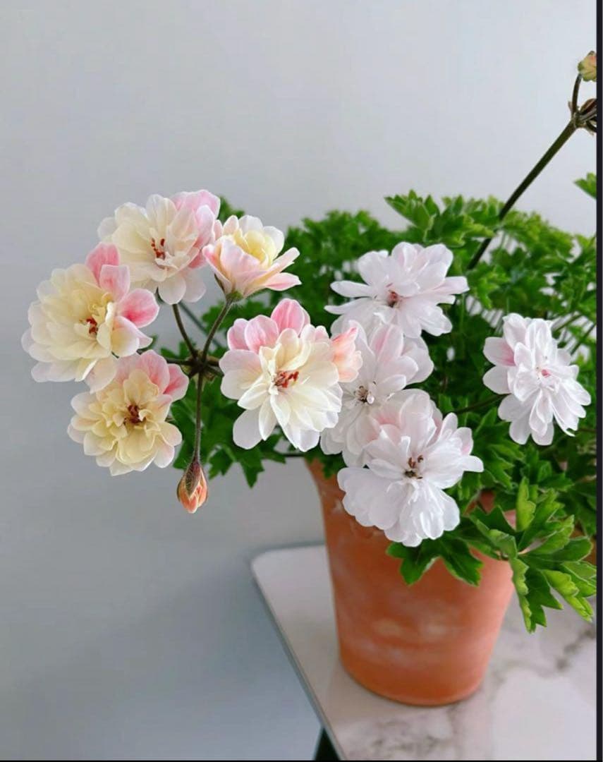 同捆専用ゼラニウム苗