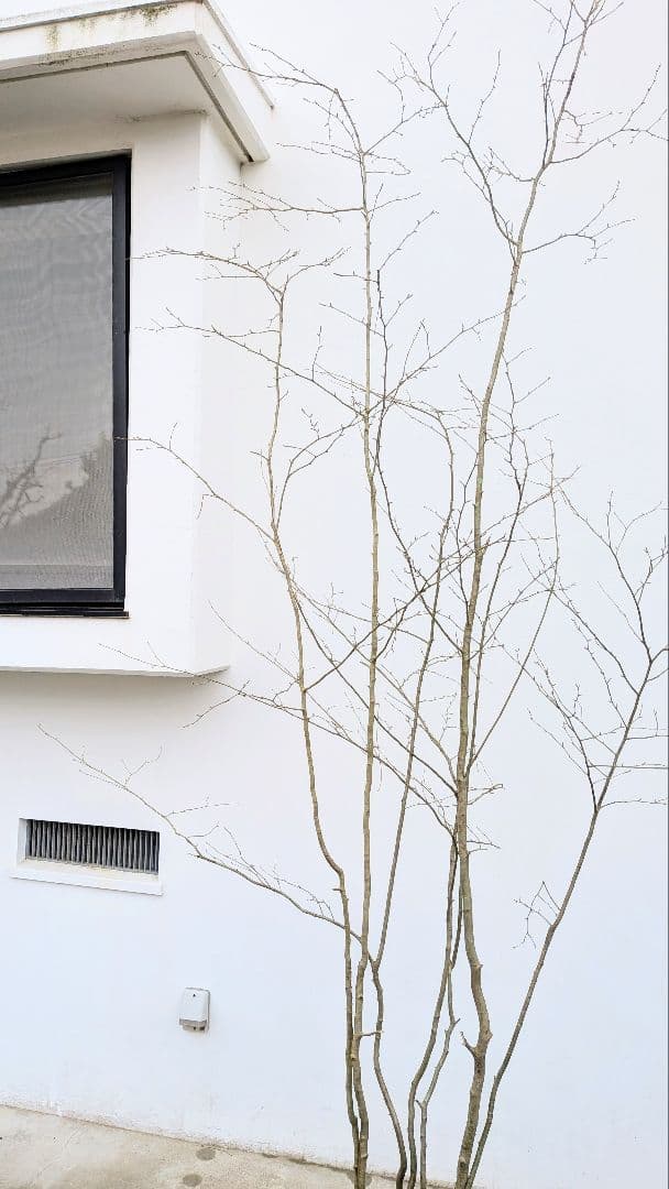 超特大！山採りアズキナシ。