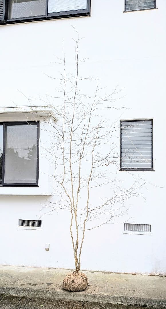 超特大！山採りアズキナシ。